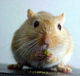 gerbil1