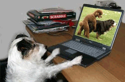 doggyporn