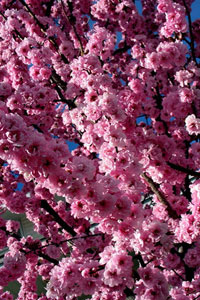 flowers_sm